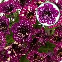 Bild von Petunia P12 Magenta Mambo